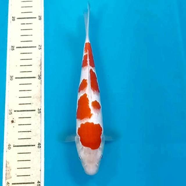 Kohaku, 24 cm