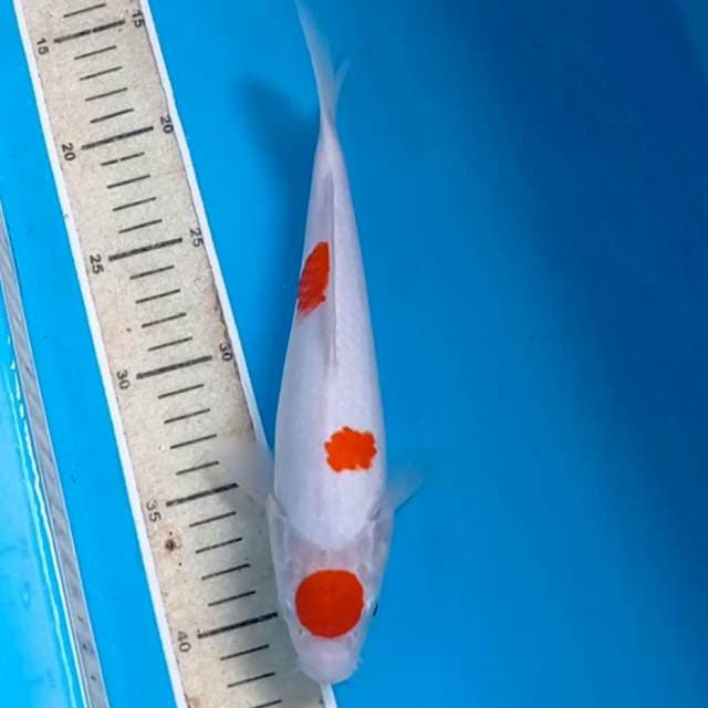 Kohaku, 25 cm