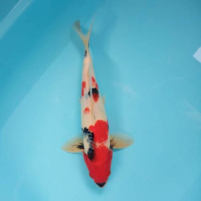 Showa siip 30cm