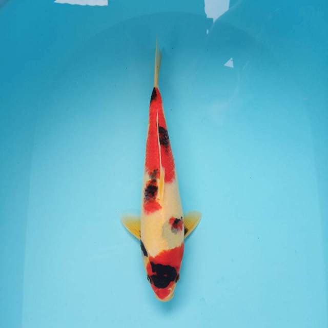 Showa siip 30cm