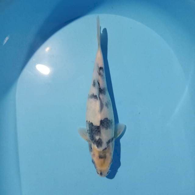 Shiro siip 25cm