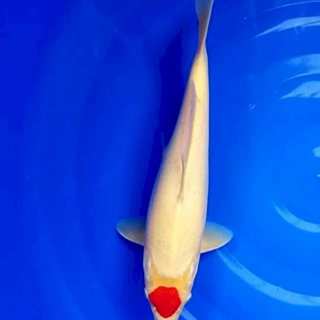 Tc.Kohaku Original..35cm.Male