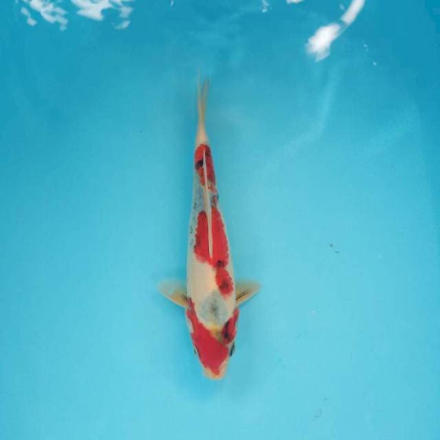 Showa tategoi siip 25cm