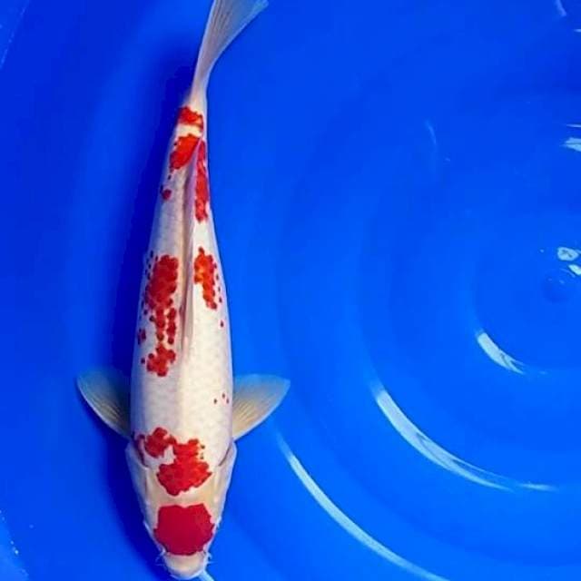 Maruten Kohaku 40bu.Male