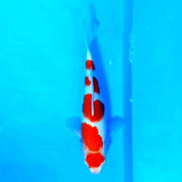 Maruten kohaku 5 step