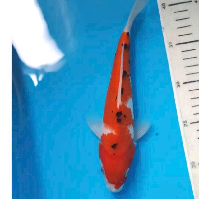 Kohaku sanke 24cm