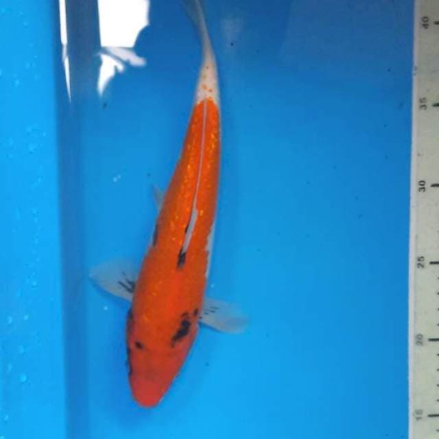 Showa gindrin 26cm