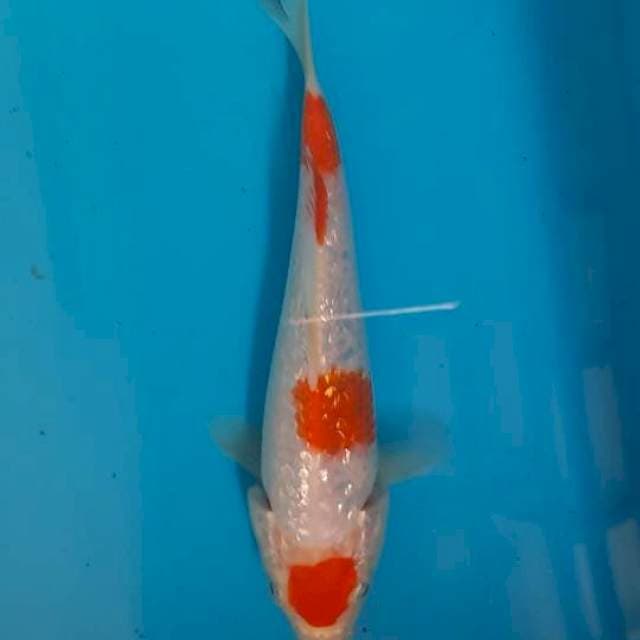 kohaku gindrin 15cm