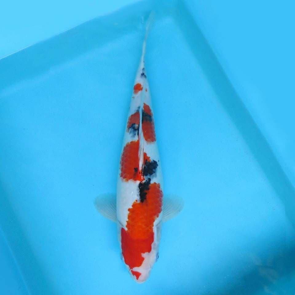 1. DAMARKOI INDONESIA - Taisho Sanke,-