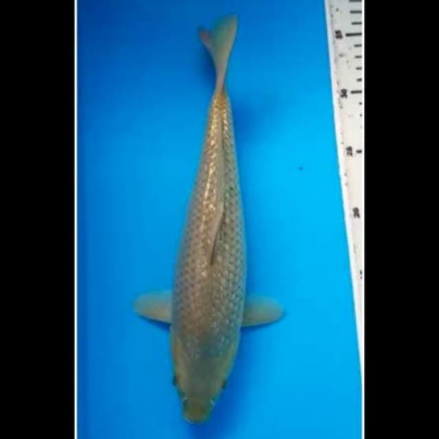 MIDORIGOI GINRIN PUNUK 31 Cm