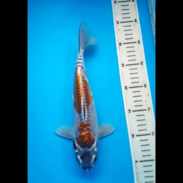 KIKOKURYU PUNUK 30 Cm
