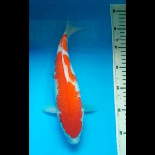 KOHAKU 30 Cm