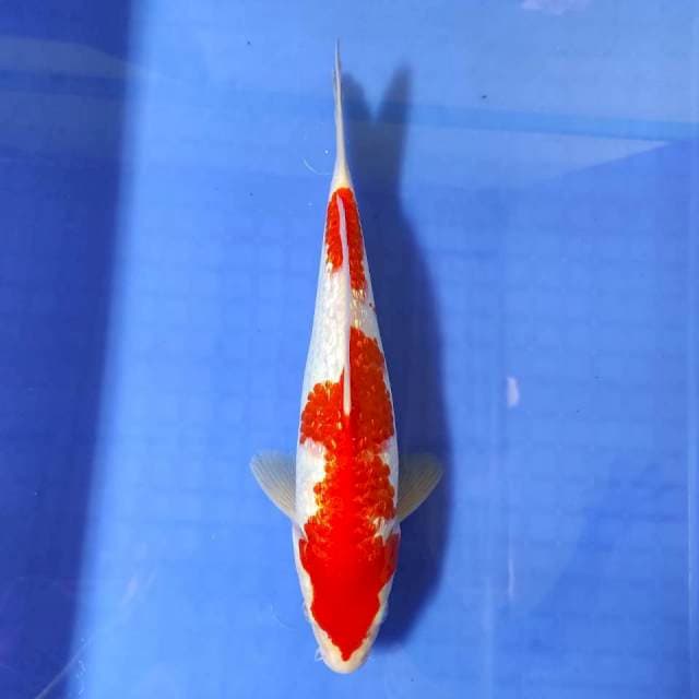 Kohaku Ginrin 30 cm