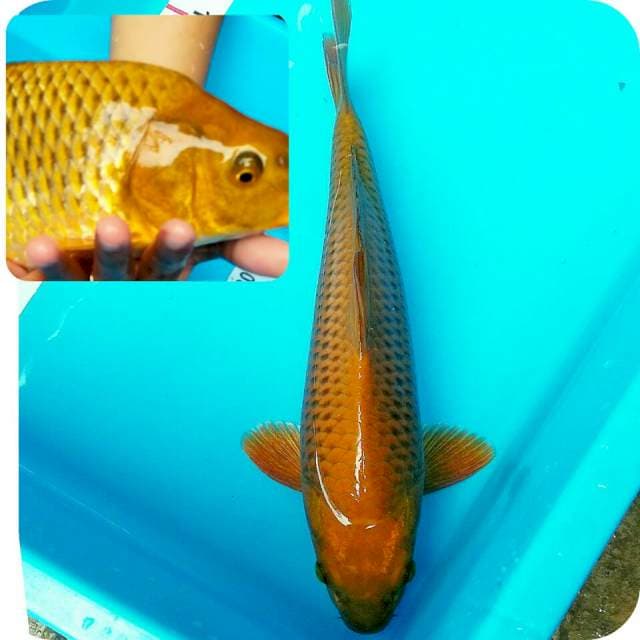 Chagoi jinak 34cm