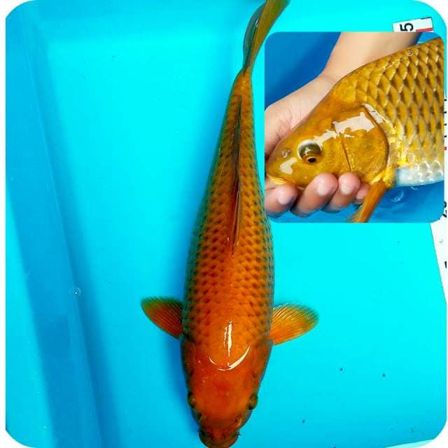 Chagoi punuk 35cm