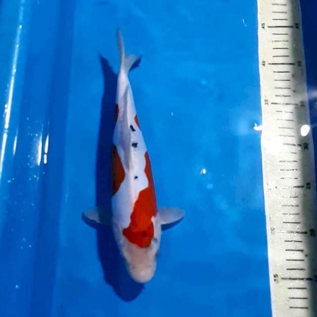 SANKE DOITSU 27 CM