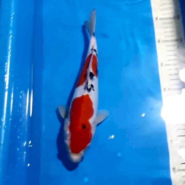 ORIGINAL SANKE DOITSU SQ 28 CM