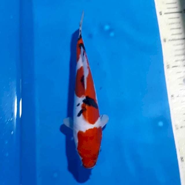 SANKE 25 CM