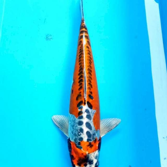 Unique Kin Kikokuryu 35cm Male