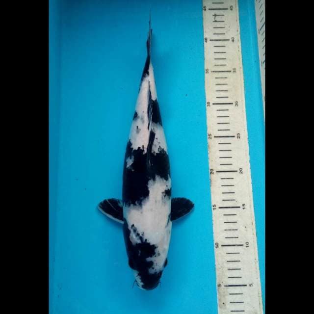 Jumbo Shiro F1