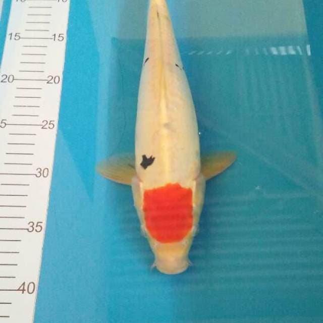 Tancho sanke aragoke 32cm male
