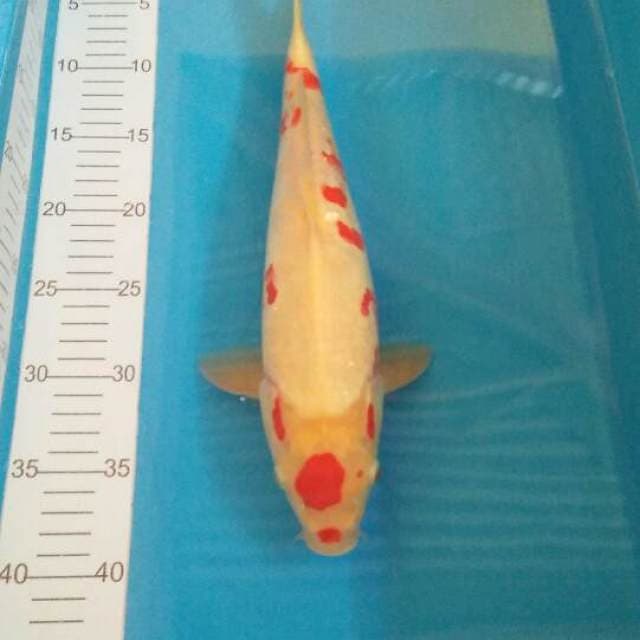 Kohaku sisik naga 35 cm male