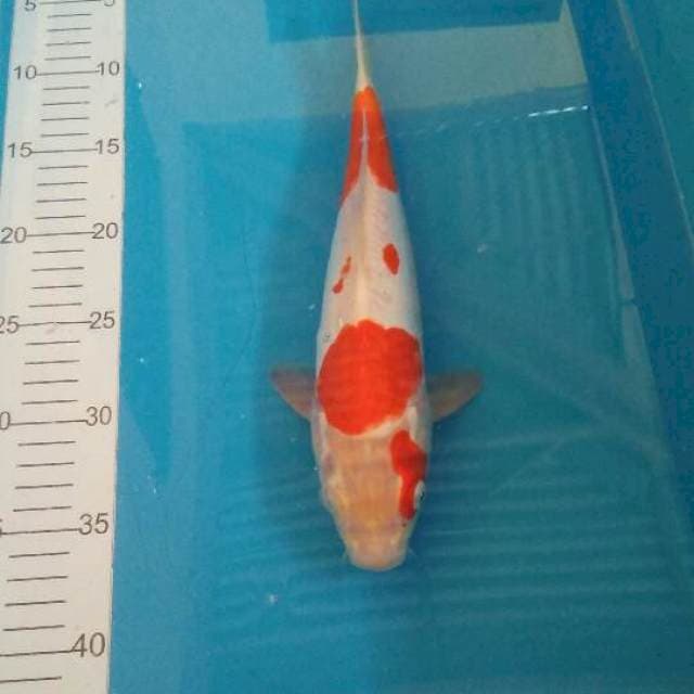 Kohaku aragoke 30 cm male