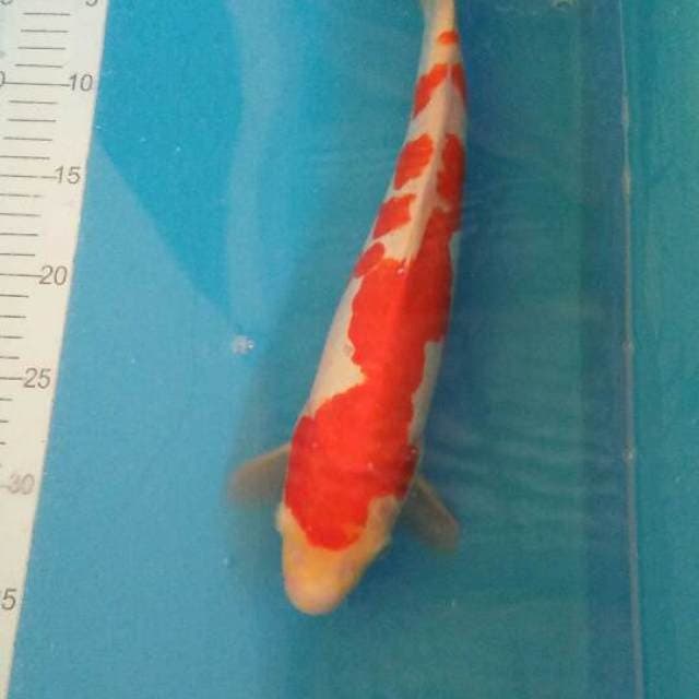 Kohaku aragoke 34 cm male