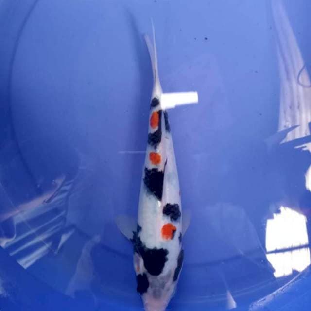 Kindai Halus SQ 25cm