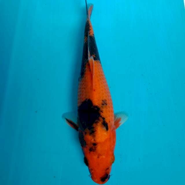 Utsuri 22cm