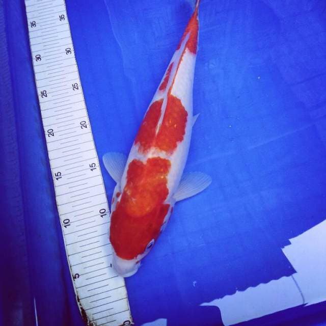 Yondan Kohaku 34cm