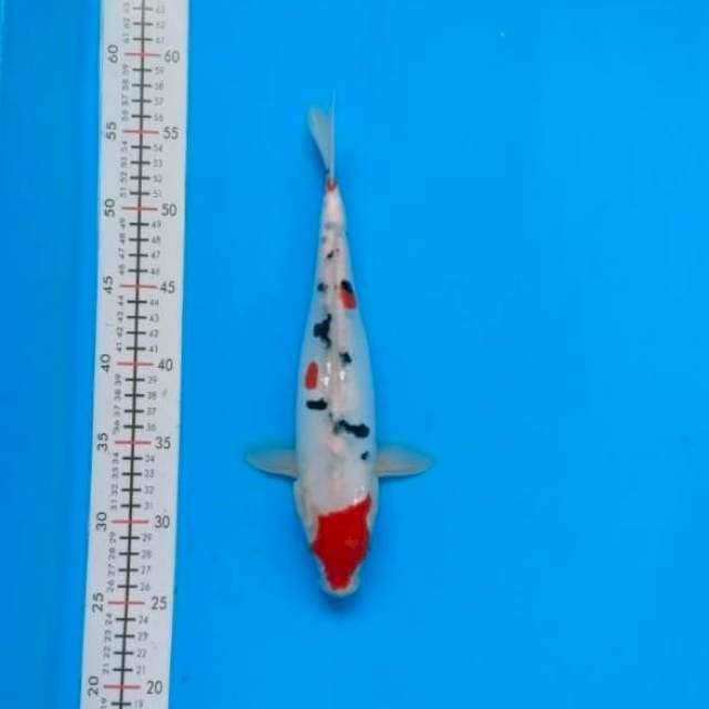 Sanke doitsu murni 31cm