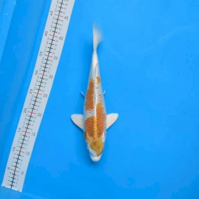 Hariwake 32cm