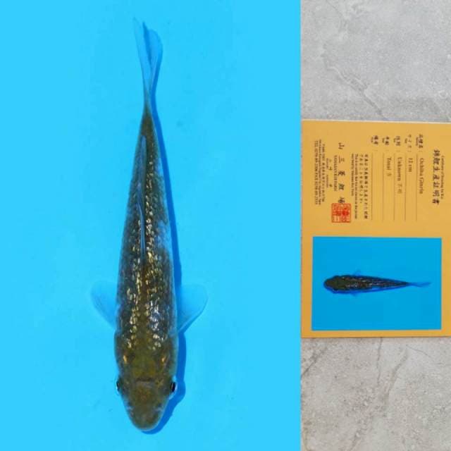 Yamasan Ochiba Ginrin 12cm Certi