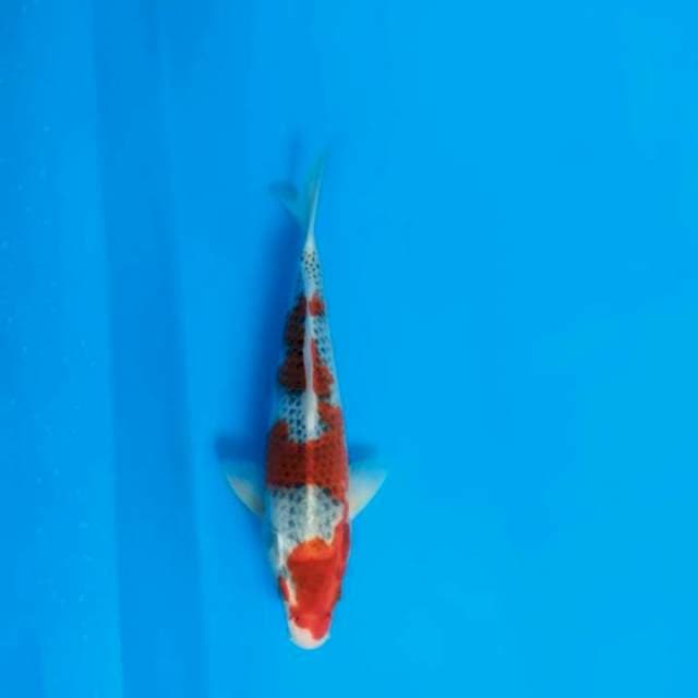 Goshiki31cm
