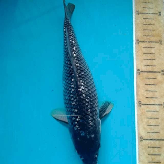 Black diamond 25cm