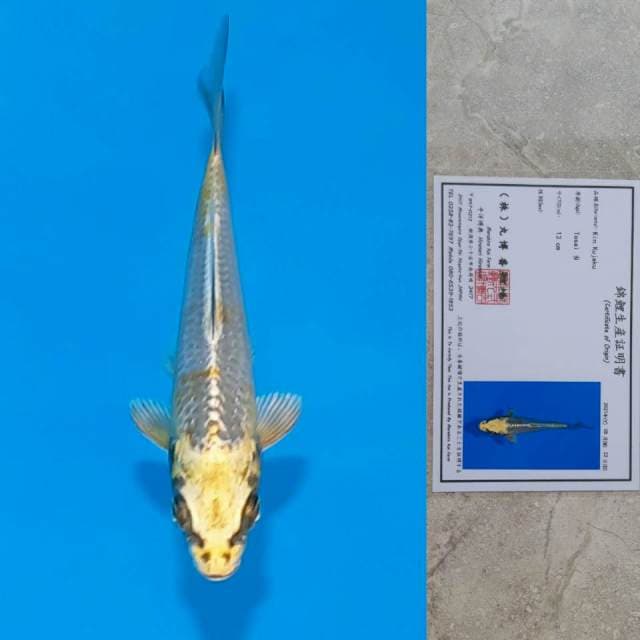 Maruhiro Kin-Kujaku 13cm Certi