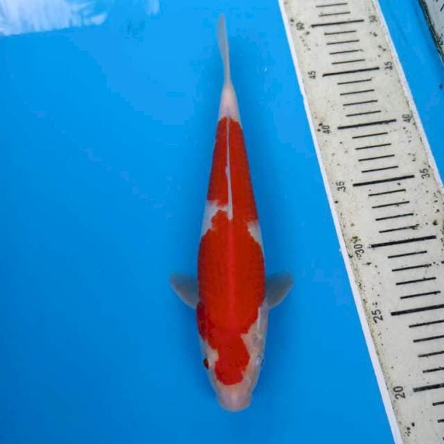 Kohaku 🔥