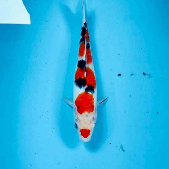 Sanke, 25 cm