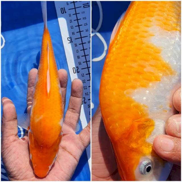 Kohaku Munuk