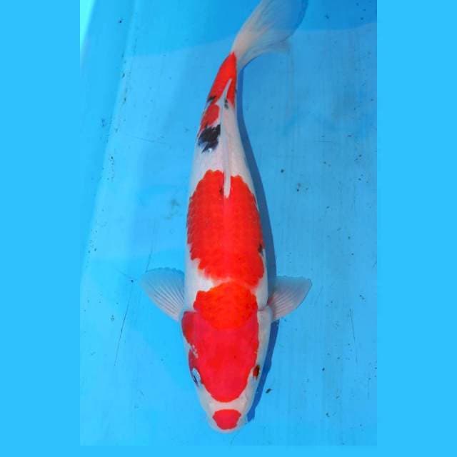 KUCIBENI SANKE 31cm