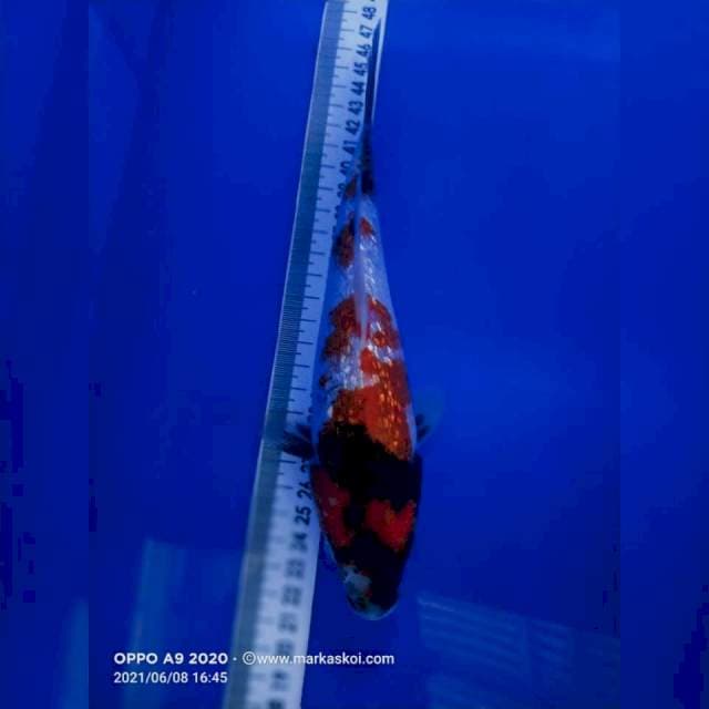 Showa Gindrin 22cm