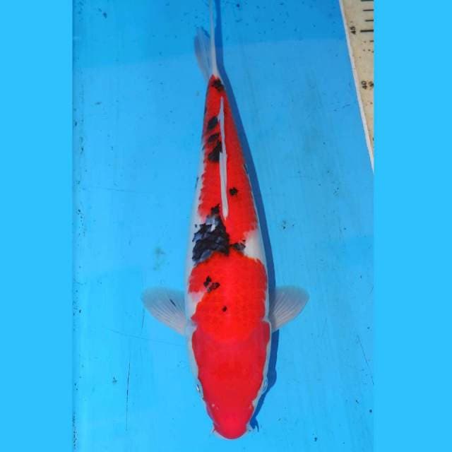SANKE 30cm