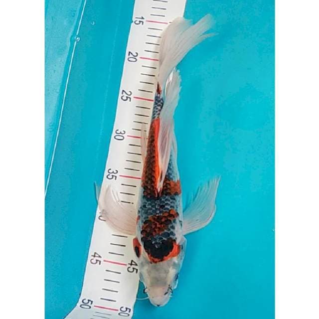 Kumpay goshiki Male 35cm