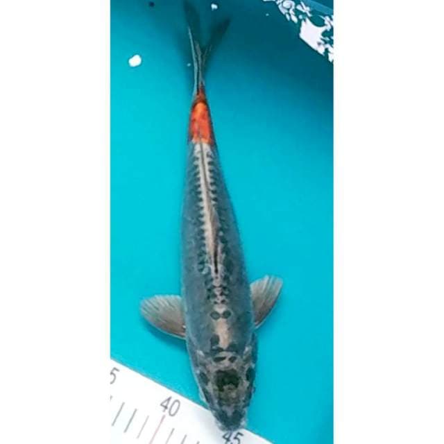 Kiko 30cm