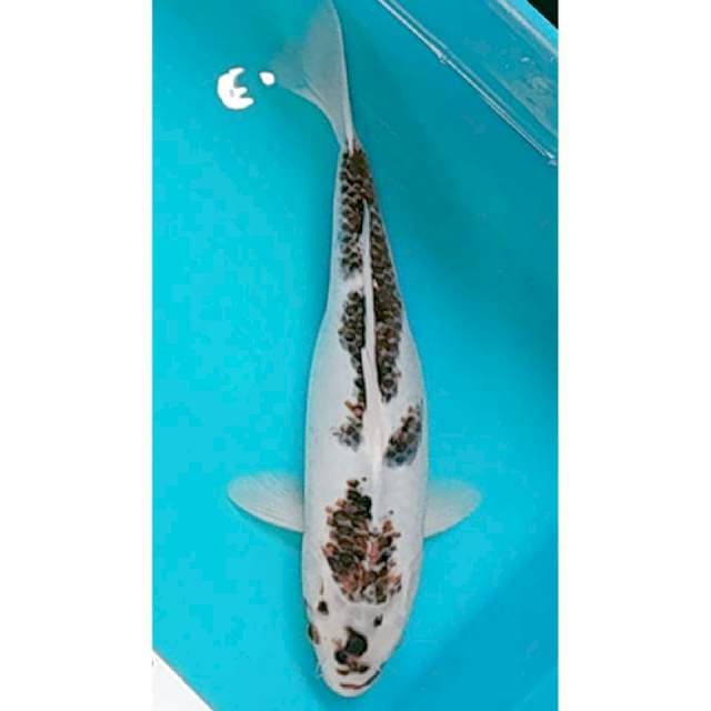 Goromo 34cm