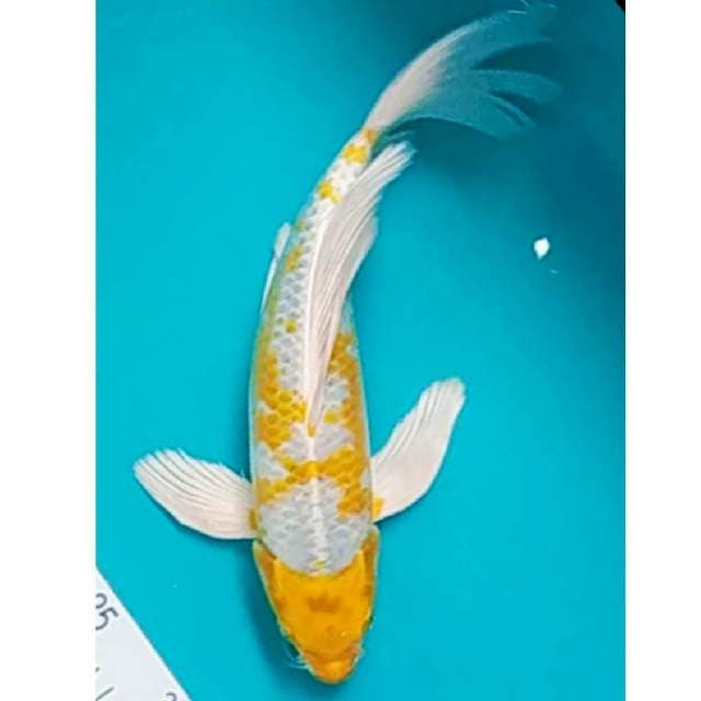 Kumpay Hariwake 32cm