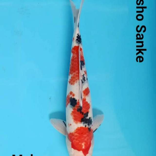 SHOWA SANSHOKU MALE 35CM