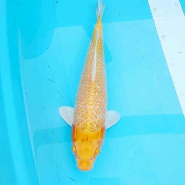 Jantan