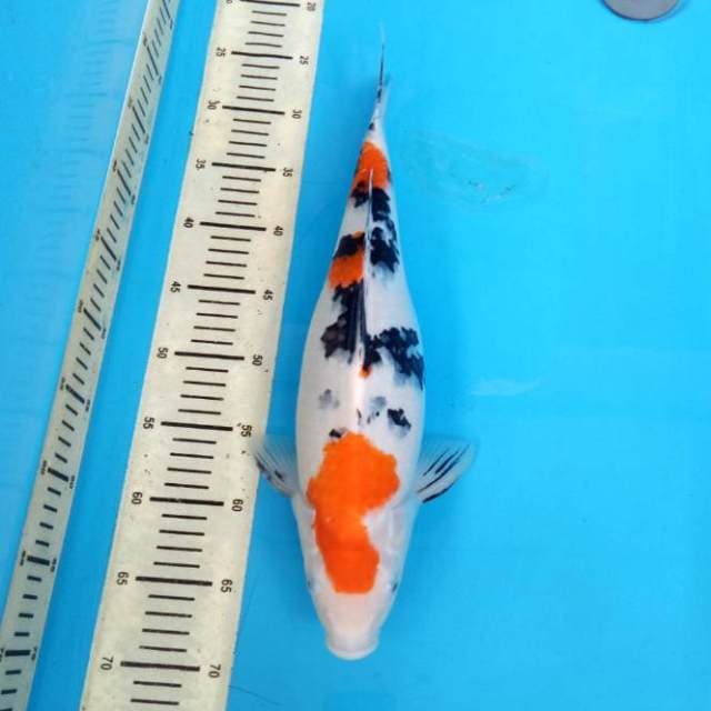 Taisho sanke tsubosumi